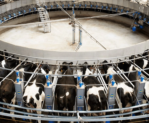 Dairymaster Rotary milking cows